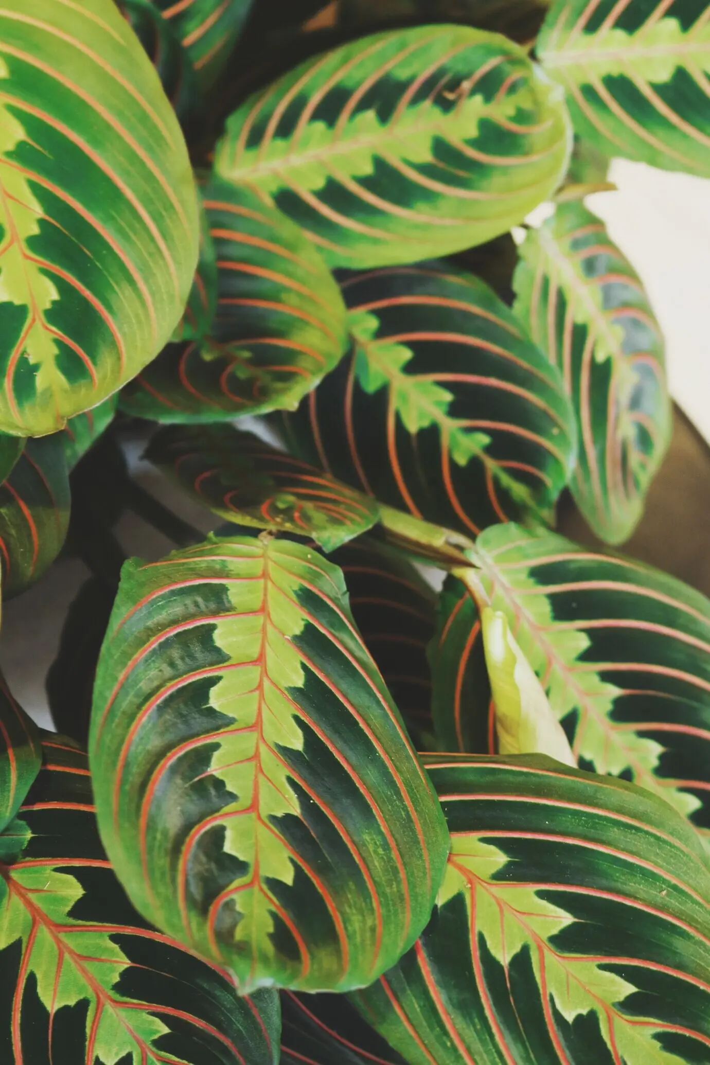 Nahaufnahme von grünen Calathea-Blättern
