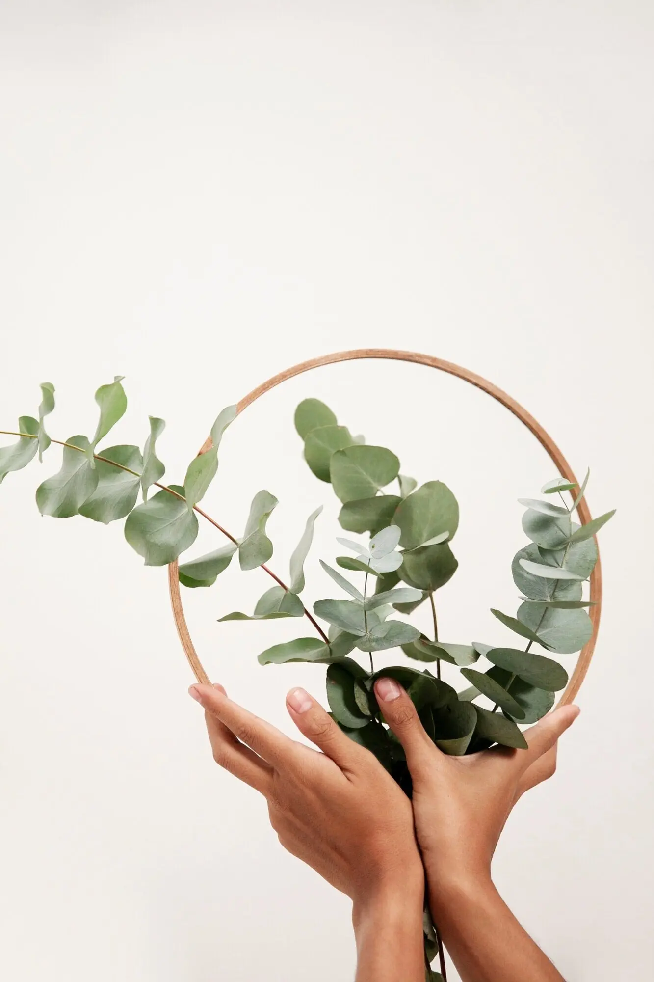 Nahaufnahme einer Eukalyptuspflanze