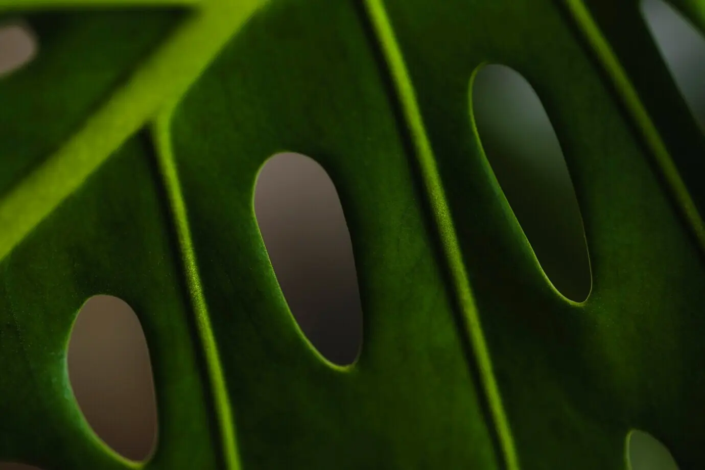 Nahaufnahme von Löchern in Pflanzenblättern